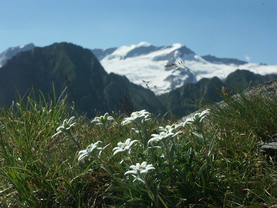 Edelweiß in Prägraten