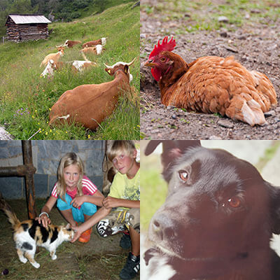 Unsere Tiere am Bauernhof - Kühe, Hühner, Katzen, Hund, ...